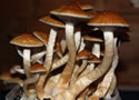 ecuador mushrooms