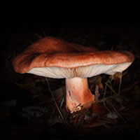 b+ mushroom